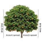 Jobe’s Easy Release Fertilizer Spikes for Citrus