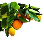 Jobe’s Easy Release Fertilizer Spikes for Citrus