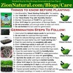 Gilead Herbals Non-GMO Moringa Seeds - 1000+ Count