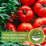 Beefsteak Tomato Seeds - Non-GMO Heirloom Packet