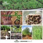 Gilead Herbals Non-GMO Moringa Seeds - 1000+ Count