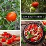 Beefsteak Tomato Seeds - Non-GMO Heirloom Packet
