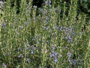 Live Upright Rosemary Plants - Set of Two