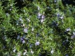 Live Upright Rosemary Plants - Set of Two
