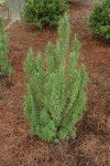 Live Upright Rosemary Plants - Set of Two