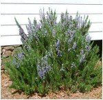 Live Upright Rosemary Plants - Set of Two