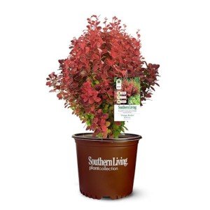 Southern Living Barberry Orange Rocket Shrub - 2 Gallon
