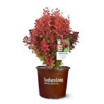 Southern Living Barberry Orange Rocket Shrub - 2 Gallon