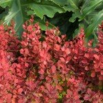 Southern Living Barberry Orange Rocket Shrub - 2 Gallon