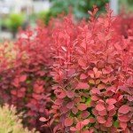 Southern Living Barberry Orange Rocket Shrub - 2 Gallon