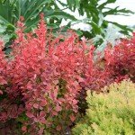 Southern Living Barberry Orange Rocket Shrub - 2 Gallon