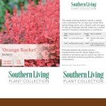 Southern Living Barberry Orange Rocket Shrub - 2 Gallon