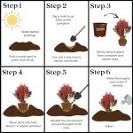 Southern Living Barberry Orange Rocket Shrub - 2 Gallon