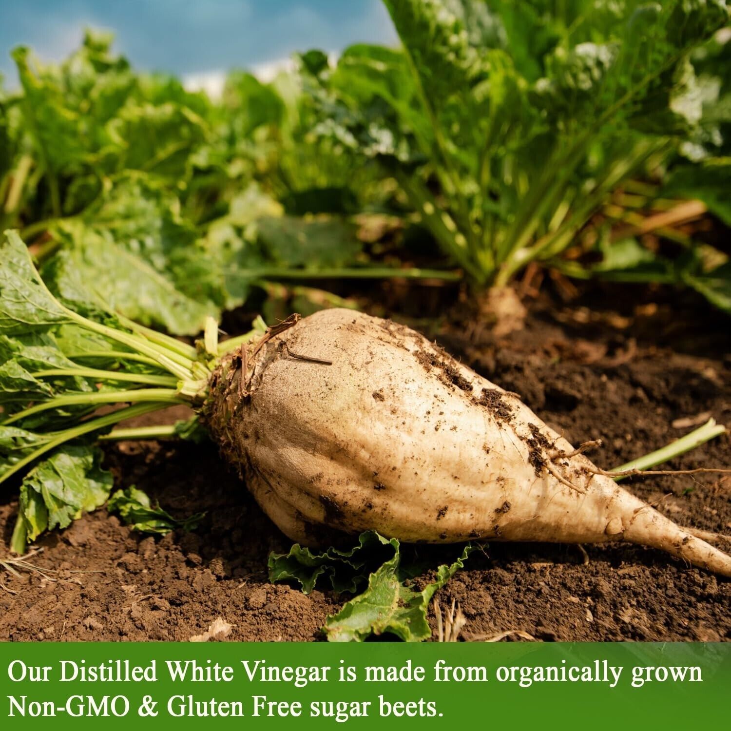 Organic Raw White Vinegar for Quail Care (10L)