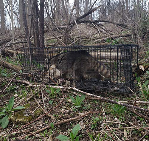 Humane Way Folding 32 Inch Live Humane Animal Trap - Safe Traps for All Animals - Raccoons, Cats, Groundhogs, Opossums - 32"x10"x12",Black