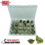 LARGE Jumbo Quail Egg Cartons 24 Egg Cell (4x6 with 33*45 Cell) For Larger Eggs
