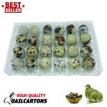 LARGE Jumbo Quail Egg Cartons 24 Egg Cell (4x6 with 33*45 Cell) For Larger Eggs