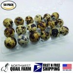 Jumbo Quail Egg Cartons 18 Cell (3x6) 50pcs - Secure Snap Close, Fast Shipping