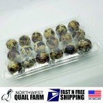 Jumbo Quail Egg Cartons 18 Cell (3x6) 50pcs - Secure Snap Close, Fast Shipping