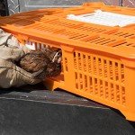 Premier 1 Quail Transport Crate - 26" L x 16" W x 5" H