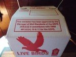 1 Horizon Quail Nest or Baby Chick Shipping Boxes for Live Birds.  Fast Ship