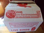 20 Horizon Quail Nest or Baby Chick Shipping Boxes with FREE Shipping