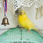 200Pcs Chicken Birds Leg Rings 8mm quail leg bands Numbered Chicken Birds Identification Leg Bands Poultry Leg Bands Clip on Leg Rings for Pigeons Lovebird Coturnix Quail Chicken Goose Gamefowl Turkey