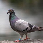 200Pcs Chicken Birds Leg Rings 8mm quail leg bands Numbered Chicken Birds Identification Leg Bands Poultry Leg Bands Clip on Leg Rings for Pigeons Lovebird Coturnix Quail Chicken Goose Gamefowl Turkey