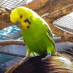 200Pcs Chicken Birds Leg Rings 8mm quail leg bands Numbered Chicken Birds Identification Leg Bands Poultry Leg Bands Clip on Leg Rings for Pigeons Lovebird Coturnix Quail Chicken Goose Gamefowl Turkey