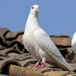 200Pcs Chicken Birds Leg Rings 8mm quail leg bands Numbered Chicken Birds Identification Leg Bands Poultry Leg Bands Clip on Leg Rings for Pigeons Lovebird Coturnix Quail Chicken Goose Gamefowl Turkey