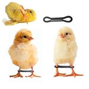 Shitailu 100 Pieces Baby Chicken Splay Leg Hobble Brace Adjustable Poultry Leg Bands for Newborn Spraddle Leg of Chick Bird Quails Ducks of 1 to 3 Days Newly Hatched