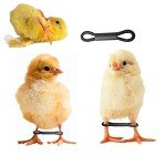 Shitailu 100 Pieces Baby Chicken Splay Leg Hobble Brace Adjustable Poultry Leg Bands for Newborn Spraddle Leg of Chick Bird Quails Ducks of 1 to 3 Days Newly Hatched