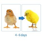 Shitailu 100 Pieces Baby Chicken Splay Leg Hobble Brace Adjustable Poultry Leg Bands for Newborn Spraddle Leg of Chick Bird Quails Ducks of 1 to 3 Days Newly Hatched