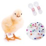 50 Pieces Baby Chick Splay Leg Hobble - Chicken Leg Bands for Spraddle Leg Repair (1-3 Days) - Suitable for Newly Hatched Chicks, Birds, Quails, and Ducks