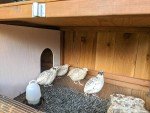 Backyard Quail Coop Plans: The Quail Hutch Plan (eBook on USB Flash Drive)