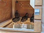 Backyard Quail Coop Plans: The Quail Hutch Plan (eBook on USB Flash Drive)