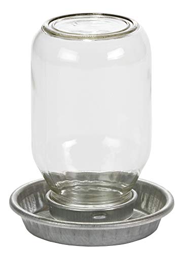 Mason Jar Waterer for Baby Chicks - 1 Quart