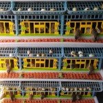 Quail Breeding Cage Indoor: 5 Layer Stackable Quail Coops, Quail Pens Easy Clean, Rust-Free, Easy Egg Collection (2024 Upgrades: Longer Waste Trays, Removable Middle Walls) Cimuka by Hatching Time