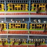 Quail Breeding Cage Indoor: 3 Layer Stackable Quail Coops, Quail Pens, Easy Clean, Rust-Free, Easy Egg Collection (2024 Upgrades: Longer Waste Tray, Removable Middle Walls) Cimuka by Hatching Time