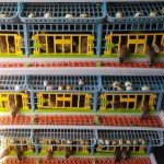 Quail Cage - 5 Layer for Breeding (NEW: Quail Hutch Mod) Cimuka