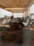 Wooden Quail Cage, 4 Levels capable, feeders included, automatic water system.