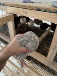 Wooden Quail Cage, 4 Levels capable, feeders included, automatic water system.