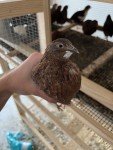 Wooden Quail Cage, 4 Levels capable, feeders included, automatic water system.