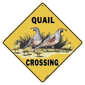 CROSSWALKS Quail Crossing Sign - 12" X 12" Aluminum Sign (X143)