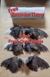 6 QUAIL Wings - Pointer  Retriever Hunting Bird Dog Training - FREE Dummy Throw