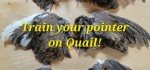 6 QUAIL Wings - Pointer  Retriever Hunting Bird Dog Training - FREE Dummy Throw
