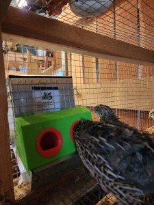 7in Chick And Quail J Feeder Adapter