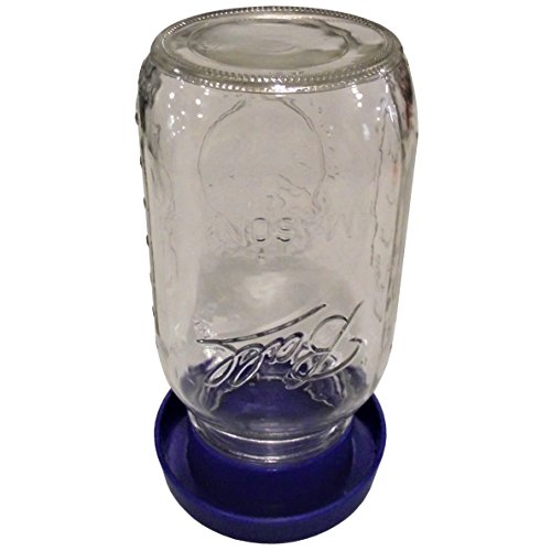 Quail Safety Waterer with Quart Jar Base