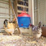 Premier 1 Supplies All-Season Heated Poultry Waterer for Chickens and Ducks - 3 Gallon