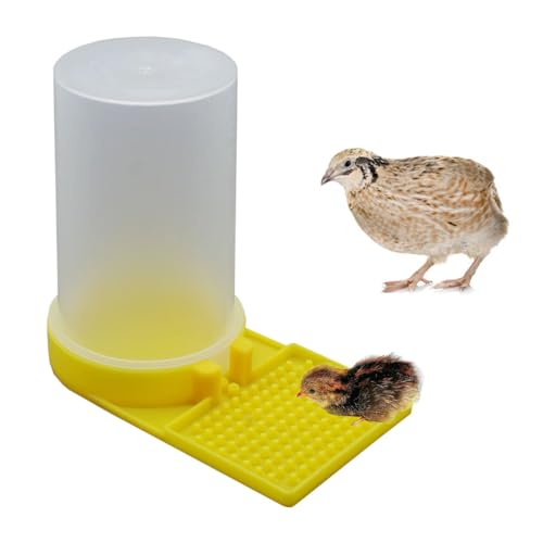 Yellow Water Feeder for Baby Button Quail